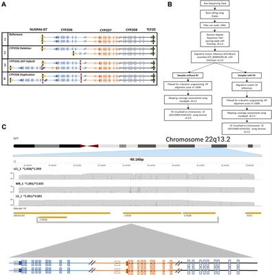 Characterization of complex structural variation in the CYP2D6-CYP2D7-CYP2D8 gene loci using single-molecule long-read sequencing